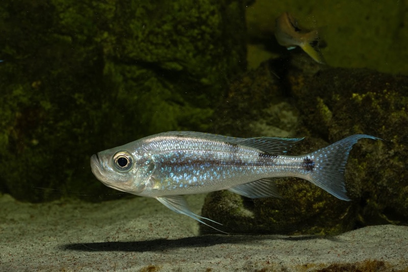 Haplotaxodon microlepis 'Cape Kabogo'
